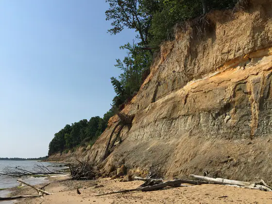 Sedimentary cliffs exposing the Calvert Formation at Calvert Cliffs State Park, Maryland