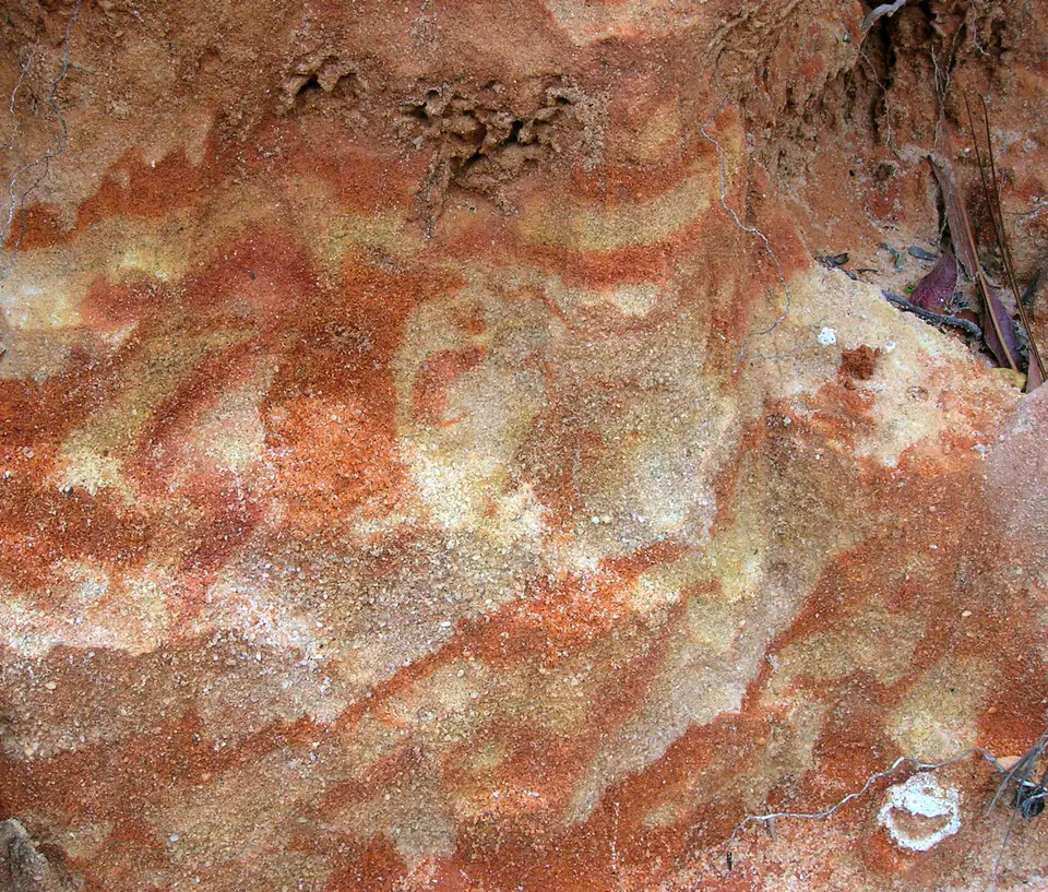 Iron-stained Citronelle Formation sandstone with an Ophiomorpha burrow in Pensacola, Florida