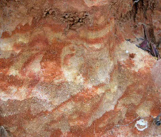 Iron-stained Citronelle Formation sandstone with an Ophiomorpha burrow in Pensacola, Florida