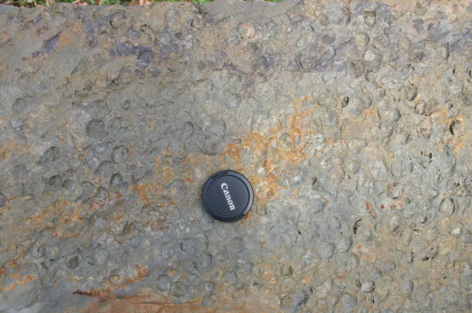 Dense brachiopod casts in Lock Haven Formation rock at Leberfinger Quarry, Pennsylvania