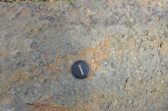 Dense brachiopod casts in Lock Haven Formation rock at Leberfinger Quarry, Pennsylvania