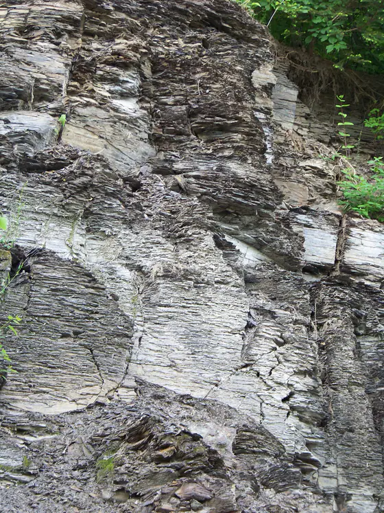 Dark Marcellus Shale exposed along a road near Marcellus, New York