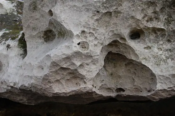 Pale fossiliferous Ocala Limestone exposed in Florida