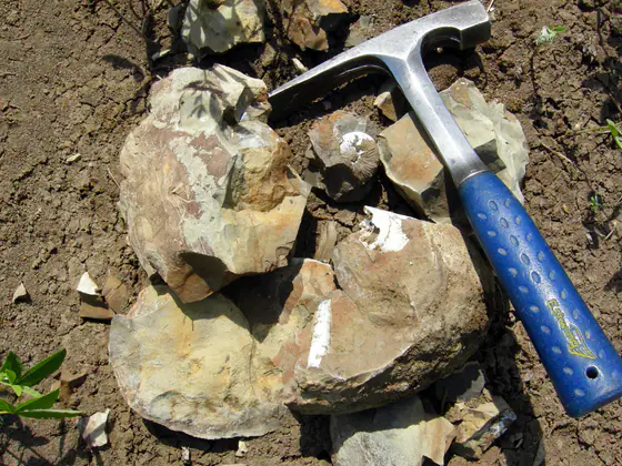 Broken fossil-bearing concretion weathered from the Pierre Shale near Ekalaka, Montana