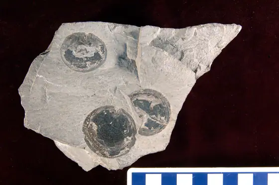 Ordovician brachiopod fossils preserved in limestone of the Trenton Group