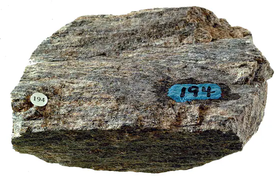 Biotite gneiss hand specimen with alternating light and dark mineral bands