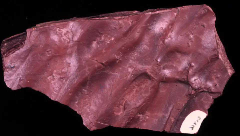 Red fine-grained mudstone slab with parallel ripple marks preserved across its surface