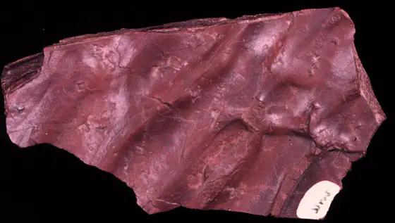 Red fine-grained mudstone slab with parallel ripple marks preserved across its surface