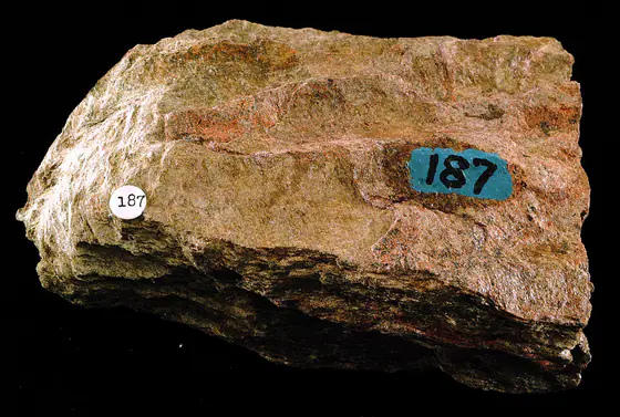 Mica schist hand specimen showing shiny aligned mineral flakes