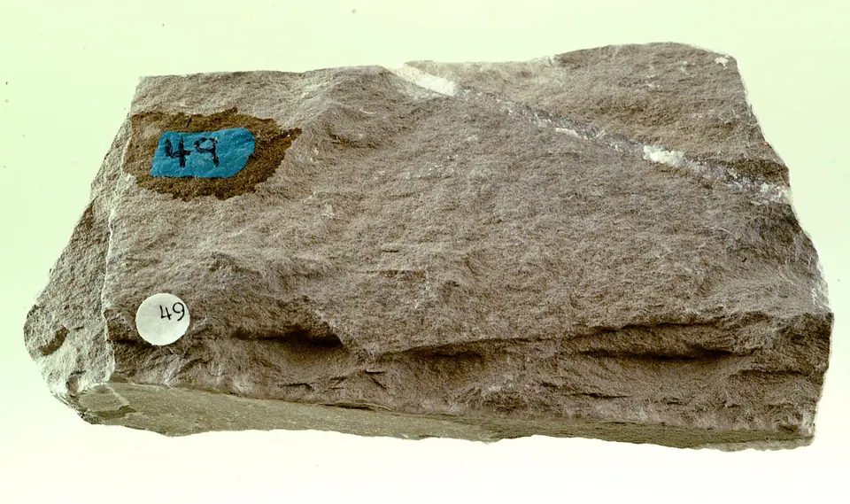 Purple-gray very fine-grained Vasquez Formation siltstone hand specimen with tiny mica-rich specks